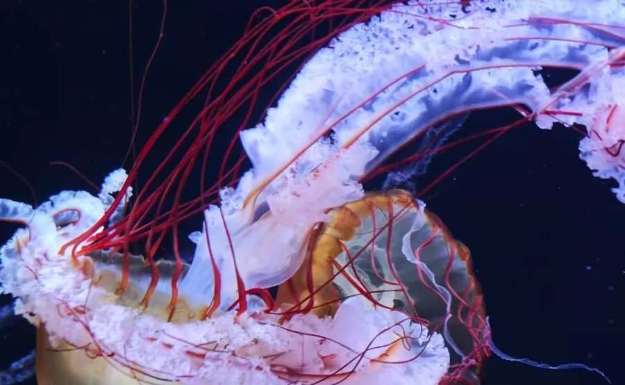 Leuchtende Quallen in einem dunklen Becken im Sumida-Aquarium